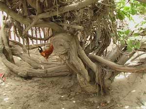 和田葡萄王树天气 和田葡萄王树天气