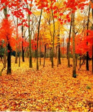 汤旺河长白山红松阔叶混交林天气 汤旺河长白山红松阔叶混交林天气