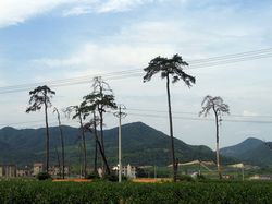 绍兴宋六陵天气 绍兴宋六陵天气