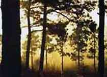 南京老山国家森林公园天气 南京老山国家森林公园天气