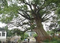 苏州西山明月湾天气 苏州西山明月湾天气