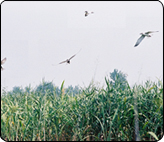 淮南毛集社会发展综合实验区天气 淮南毛集社会发展综合实验区天气