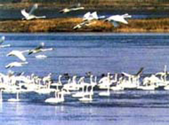 东营黄河三角洲天气 东营黄河三角洲天气