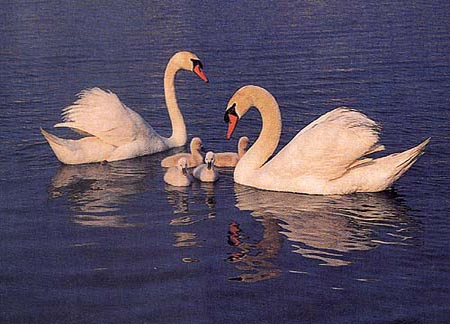 威海荣城天鹅湖天气 威海荣城天鹅湖天气