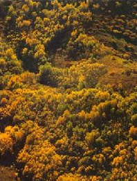 察哈尔右翼中旗乌盟黄花沟天气 察哈尔右翼中旗乌盟黄花沟天气