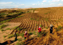灵武白芨滩自然保护区天气 灵武白芨滩自然保护区天气
