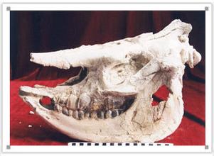 惠农西河桥古生物化石天气 惠农西河桥古生物化石天气